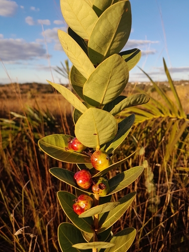 Eugenia bimarginata (Congoba) — photo