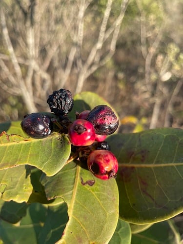 Eugenia bimarginata