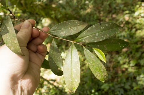 Eugenia blastantha (Grumixama mirim) — photo