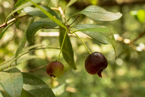 Eugenia blastantha