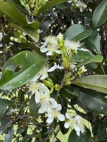 Eugenia brasiliensis (Grumichama) — photo