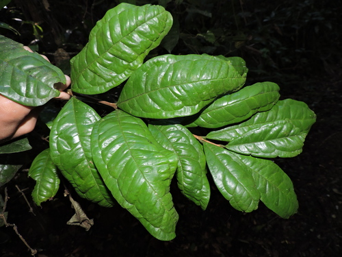 Eugenia brevistyla (Cambuca-pitanga) — photo