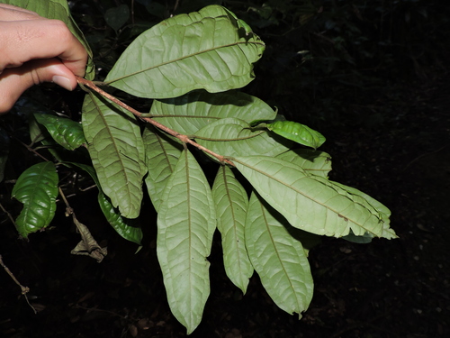 Eugenia brevistyla (Cambuca-pitanga) — photo