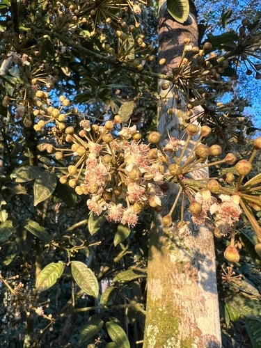 Eugenia brevistyla