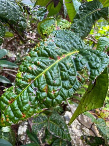 Eugenia bullata
