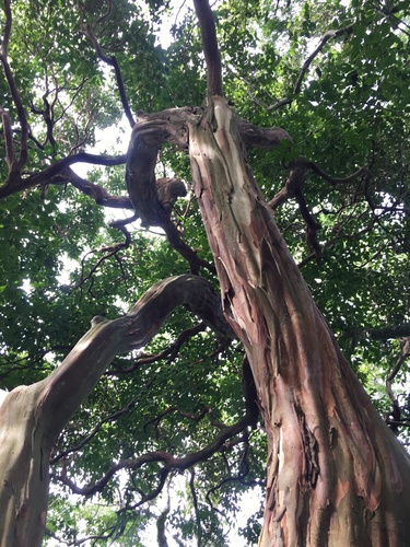 Eugenia candolleana (Rainforest plum) — photo