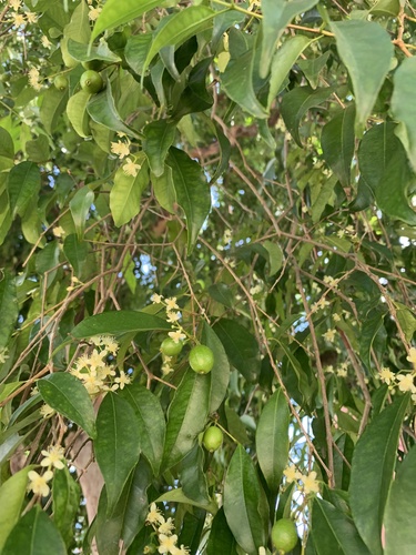 Eugenia candolleana (Rainforest plum) — photo