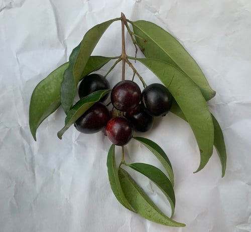 Eugenia candolleana
