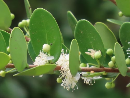 Eugenia capensis
