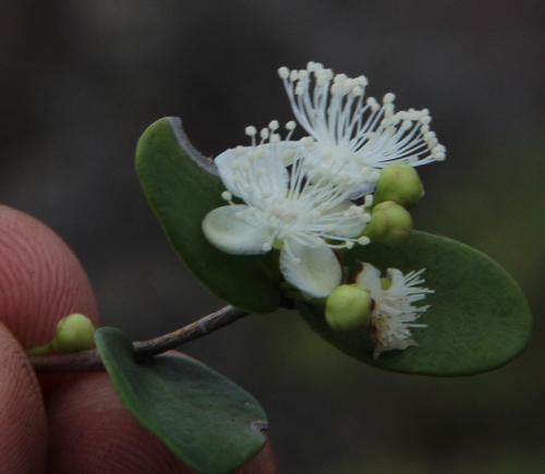 Eugenia capensis (Dune myrtle) — photo