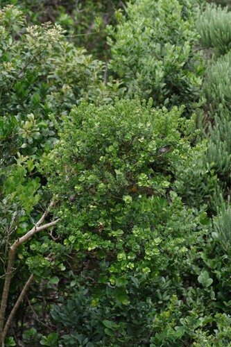 Eugenia capensis subsp. zeyheri