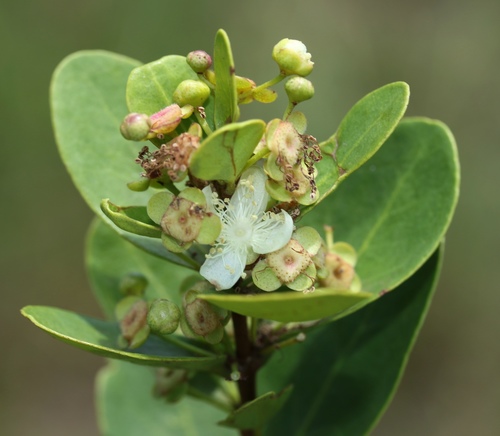 Eugenia capensis subsp. zeyheri (Wild myrtle) — photo