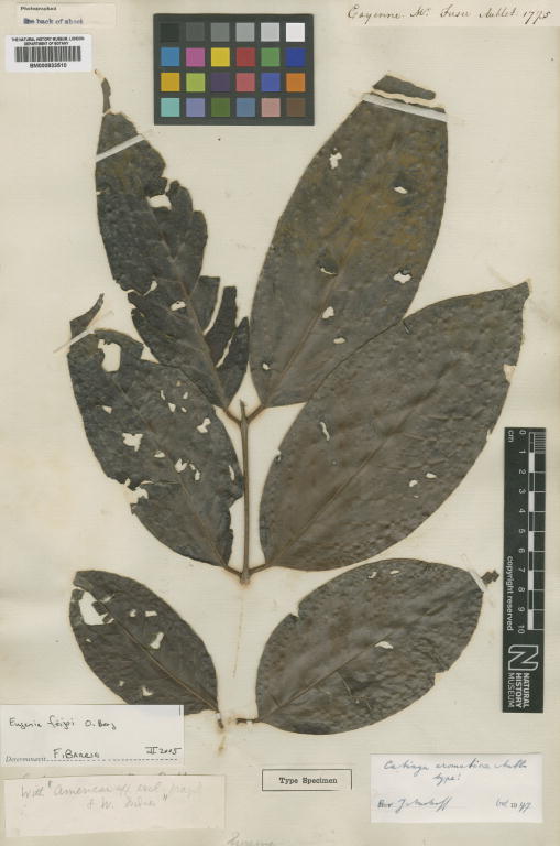 Eugenia catinga — photo