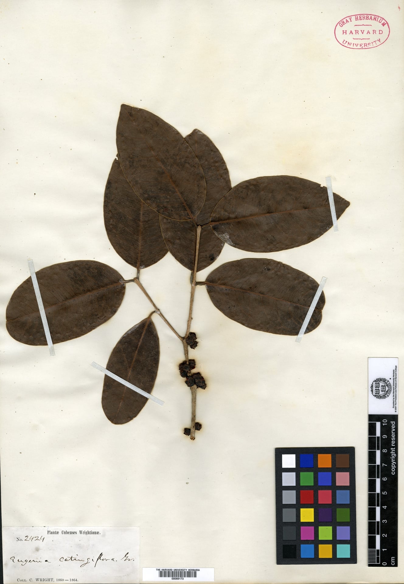 Eugenia catingiflora