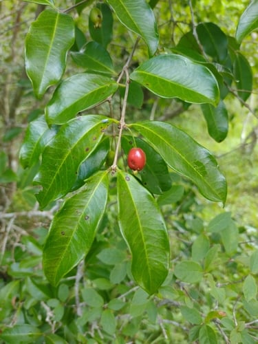 Eugenia cerasiflora (Cherry-of-the-Rio-Grande) — photo