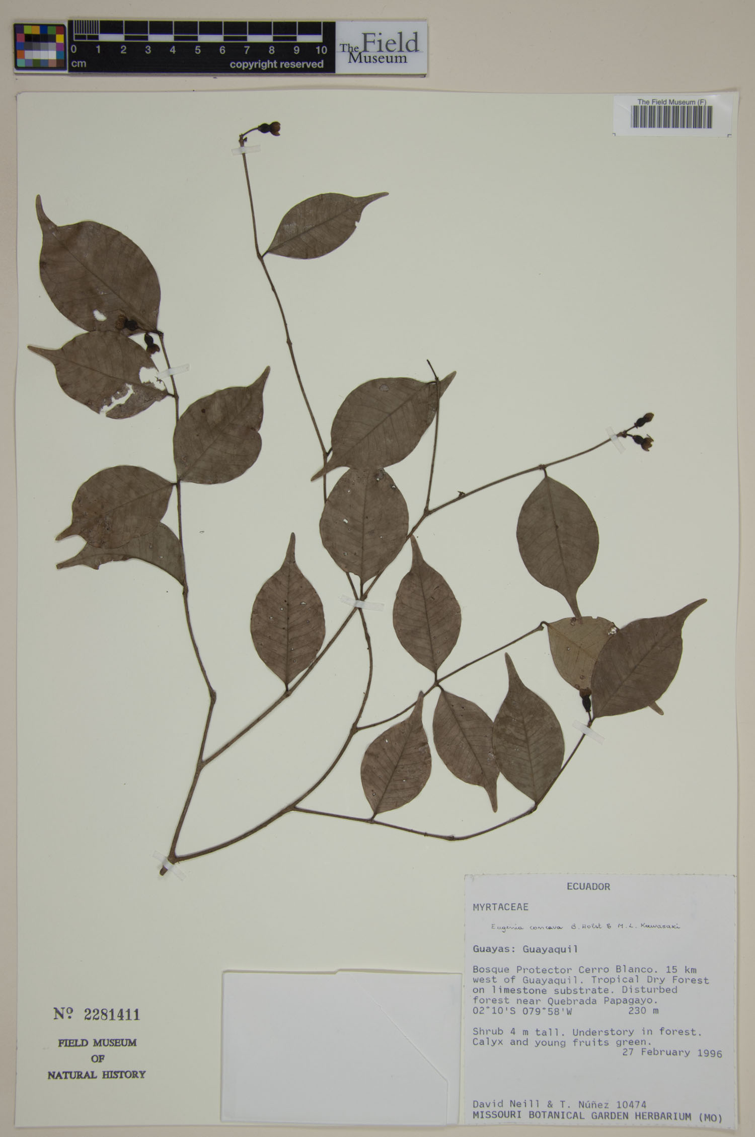 Eugenia concava (Guayas eugenia) — photo