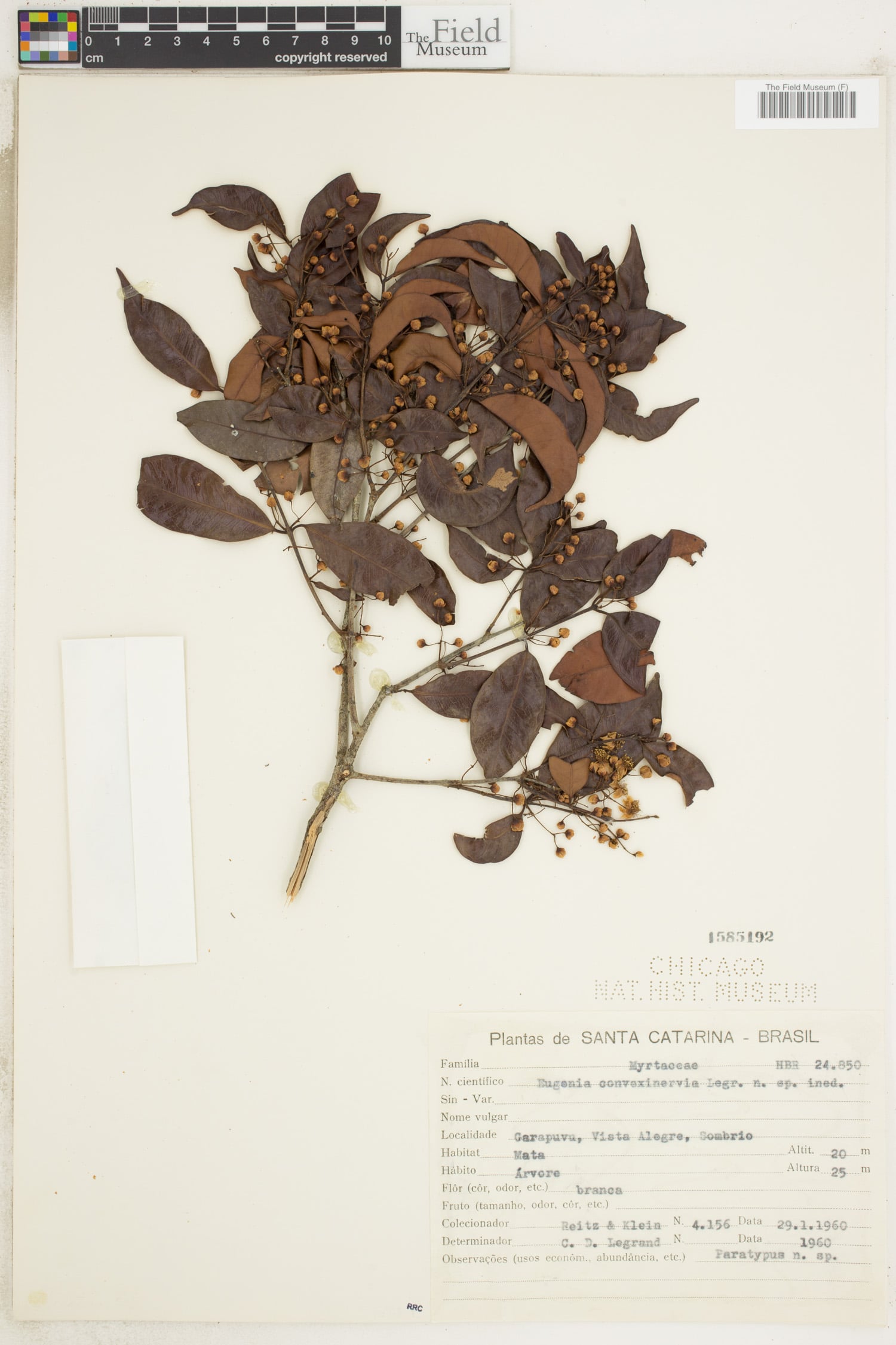 Eugenia convexinervia (Vapurunha) — photo