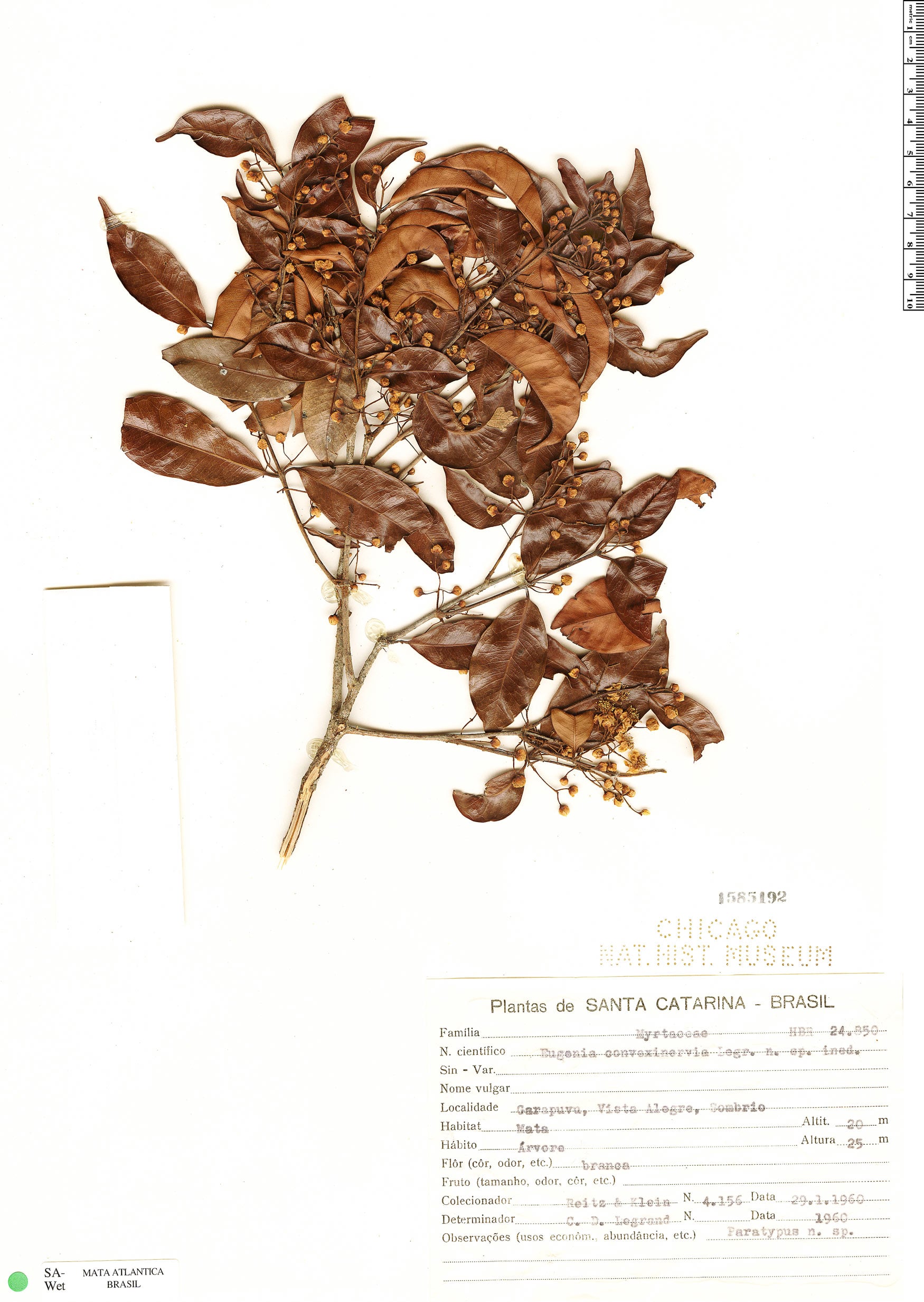 Eugenia convexinervia (Vapurunha) — photo