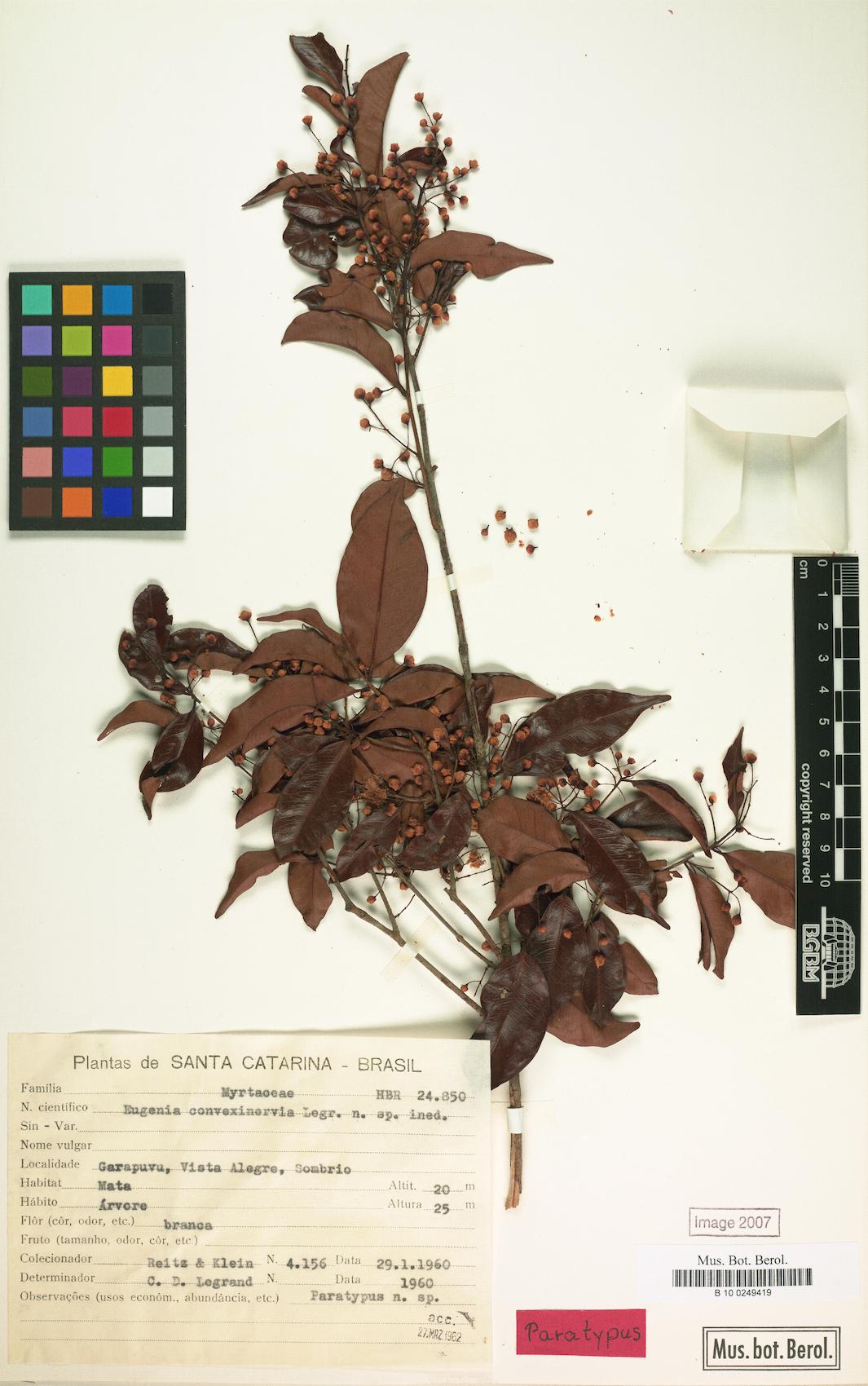Eugenia convexinervia