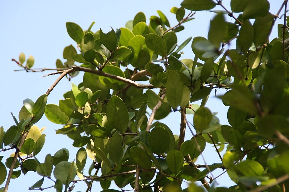 Eugenia coronata