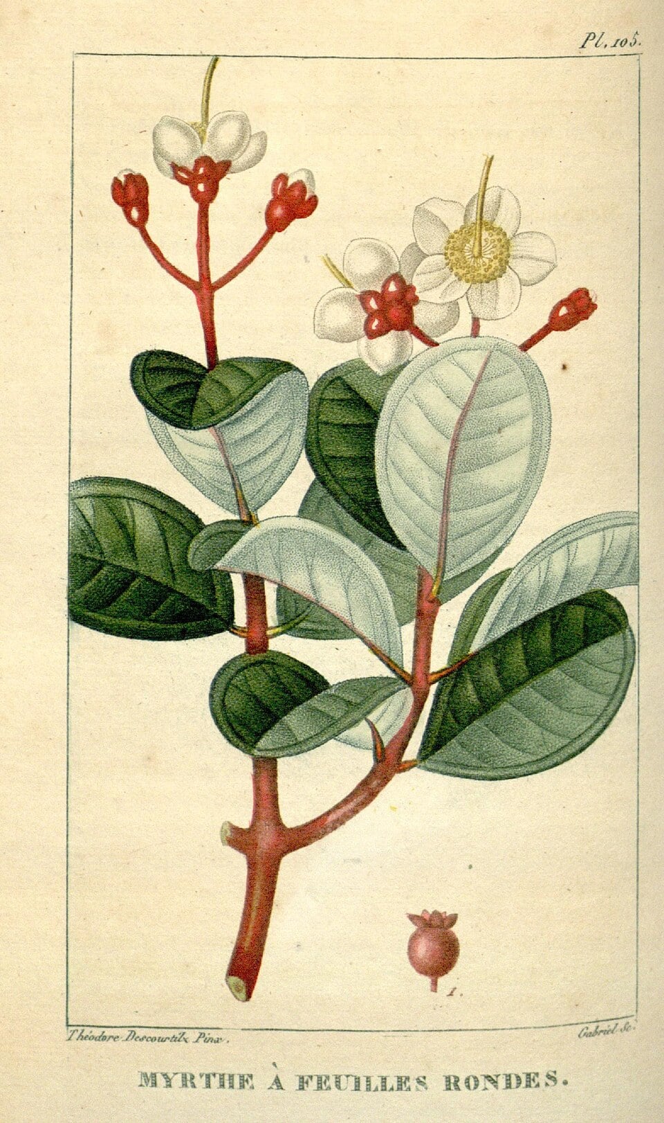 Eugenia cotinifolia
