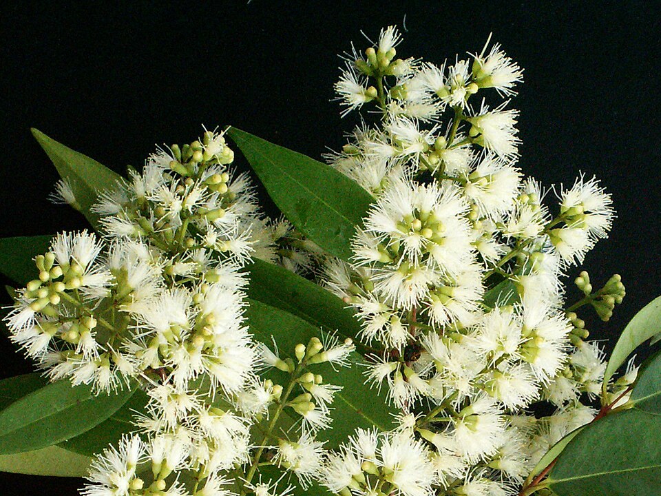 Eugenia cuprea (Pitanga lisa peluda) — photo