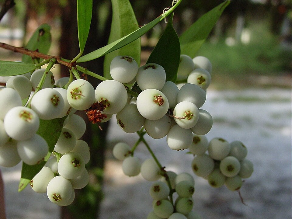 Eugenia cuprea