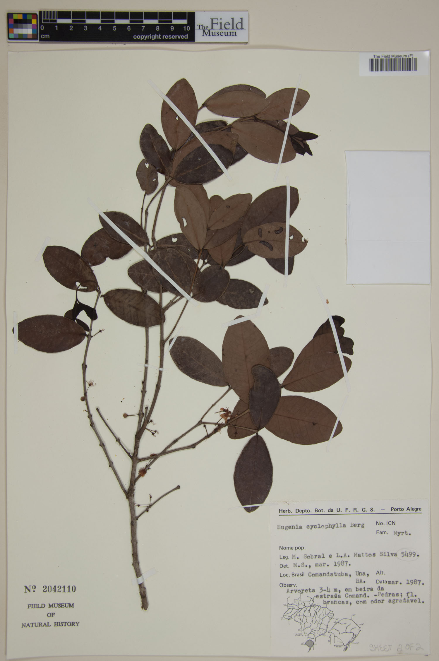 Eugenia cyclophylla — photo