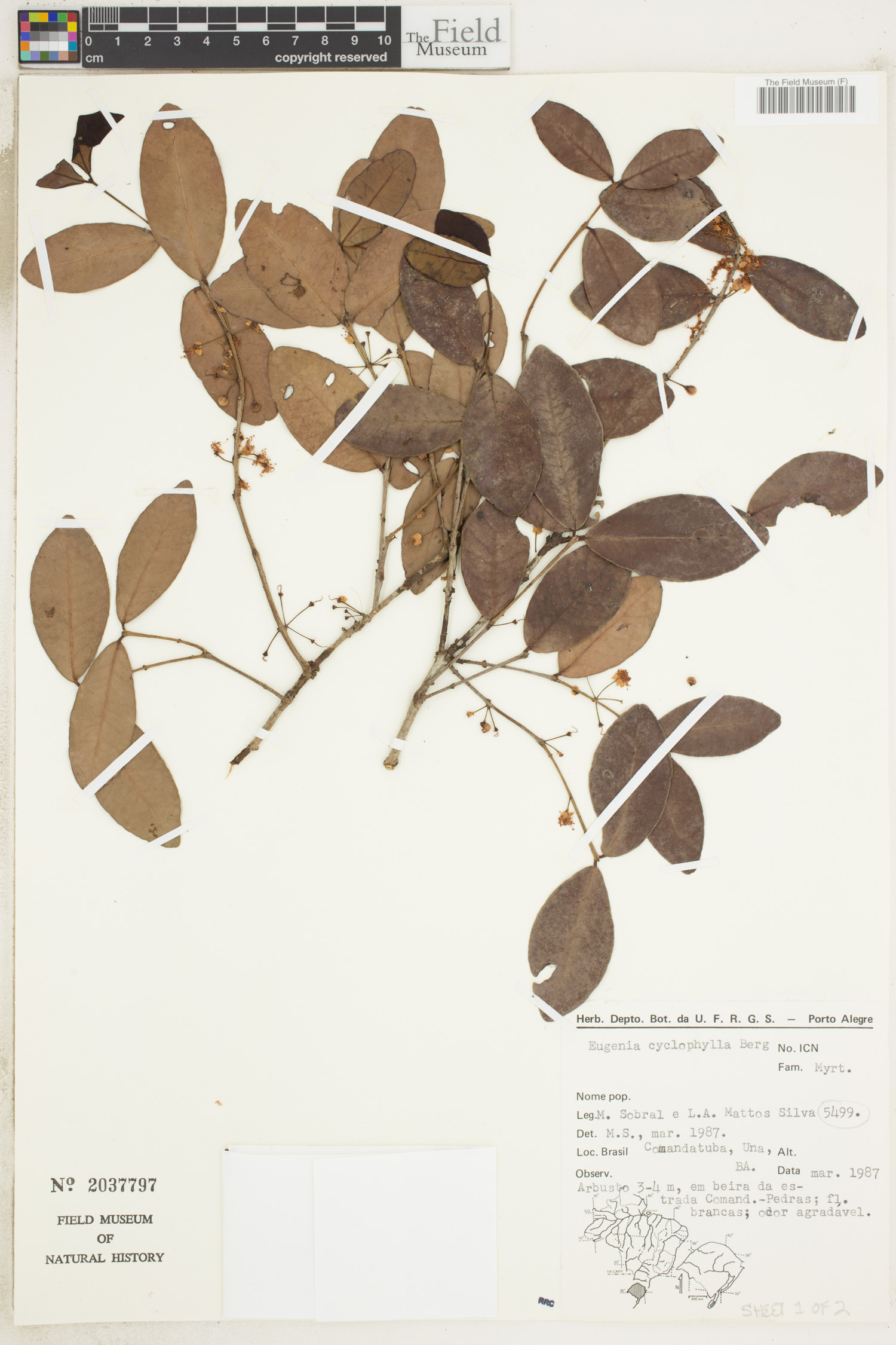 Eugenia cyclophylla — photo