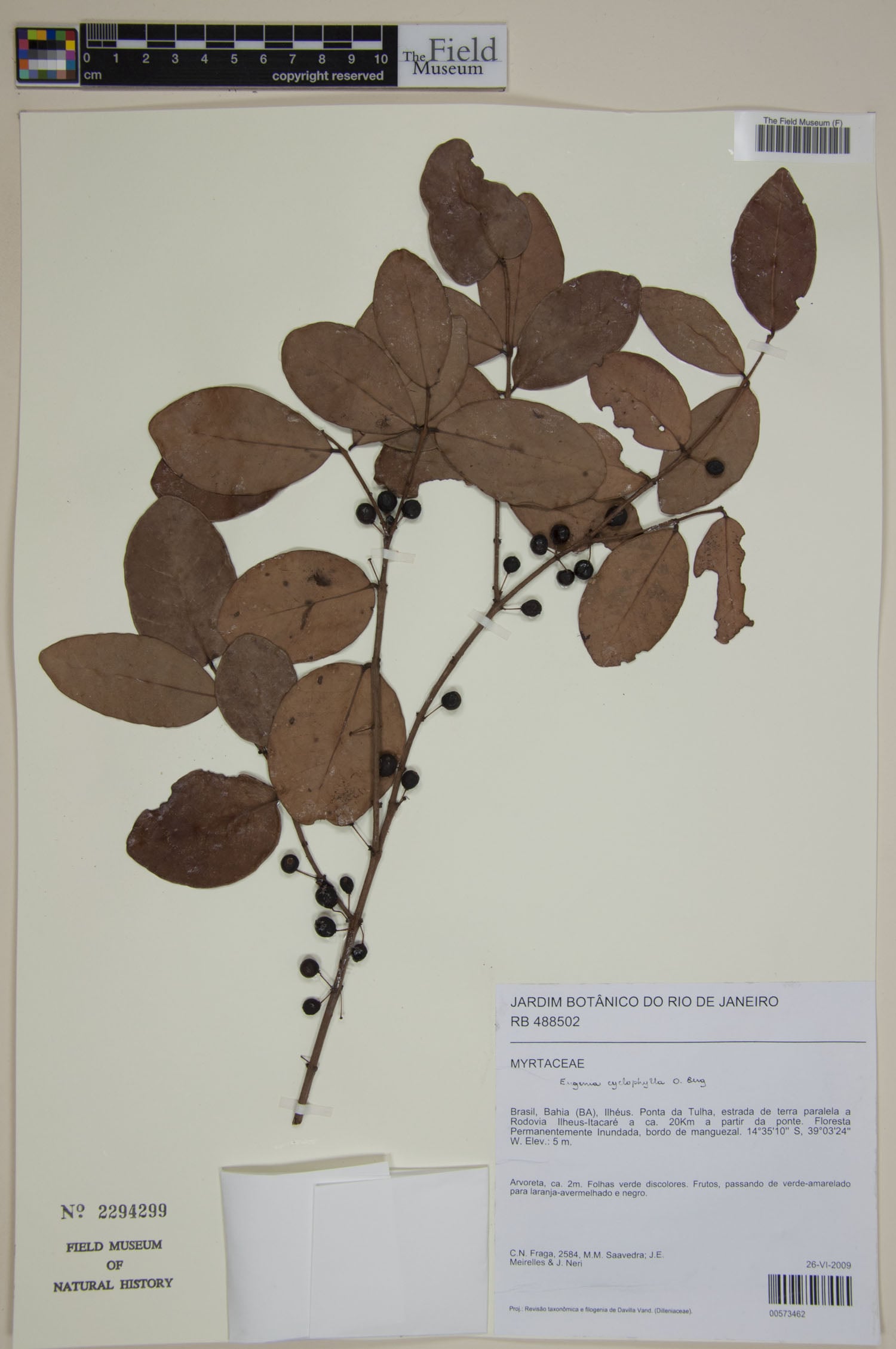 Eugenia cyclophylla