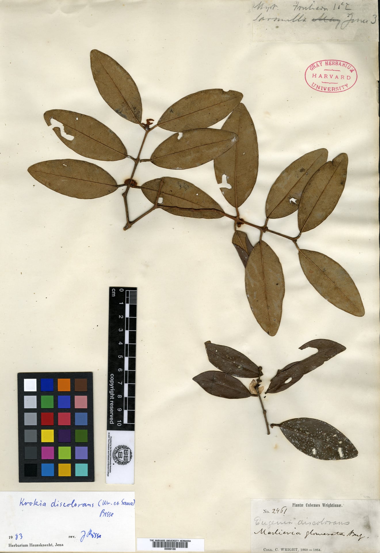 Eugenia discolorans