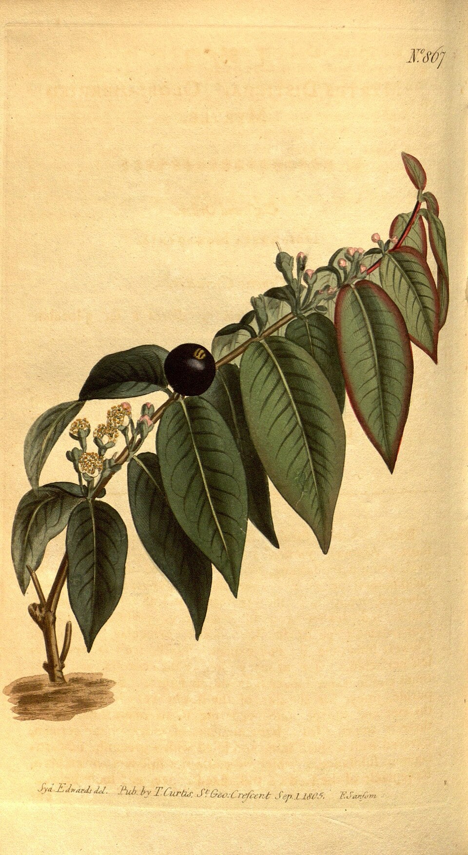 Eugenia disticha (Wild coffee) — photo