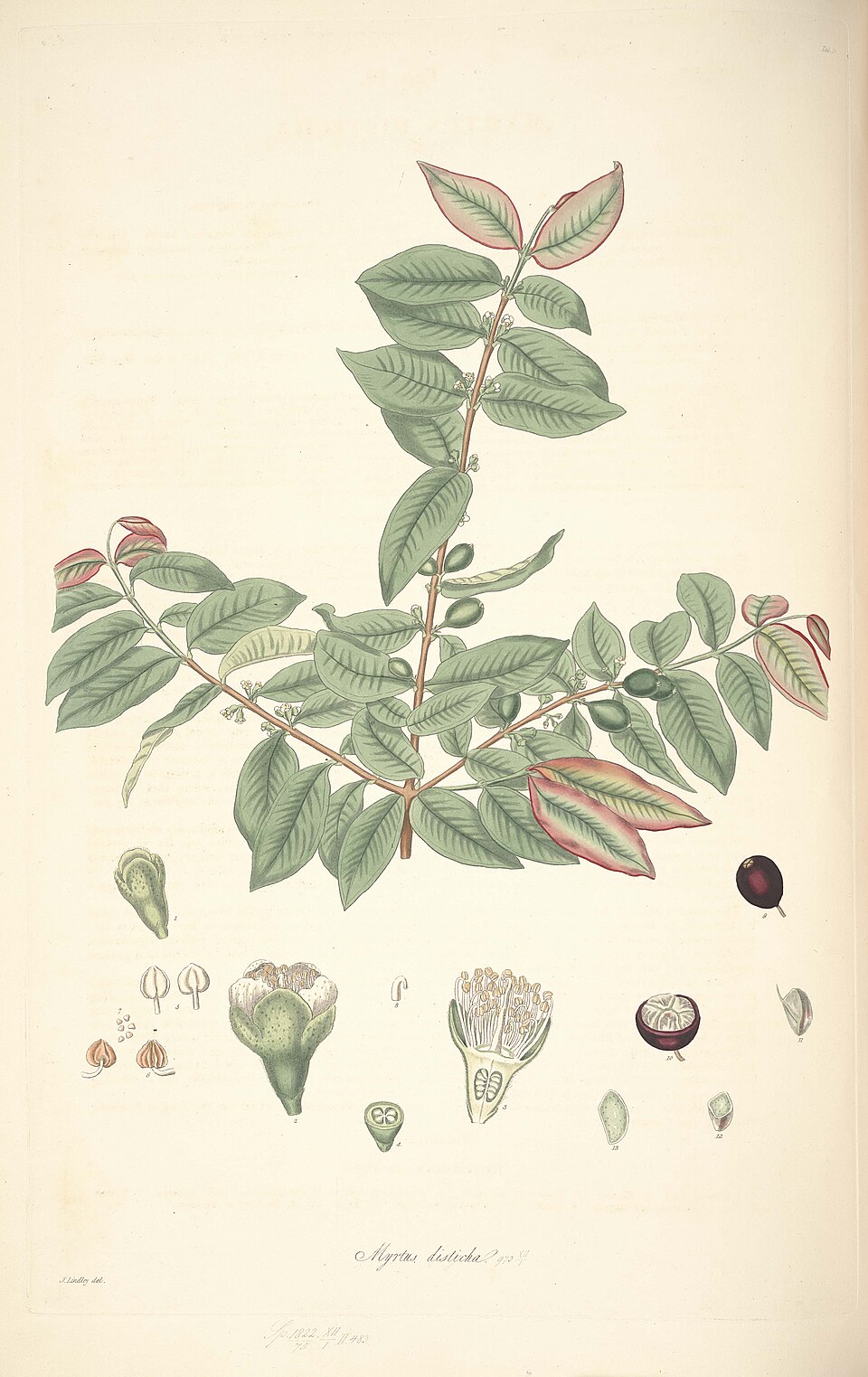 Eugenia disticha