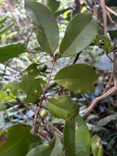 Eugenia domingensis — photo