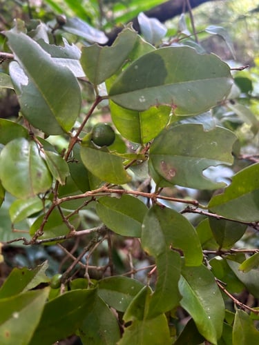 Eugenia domingensis — photo