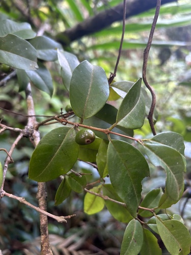 Eugenia domingensis