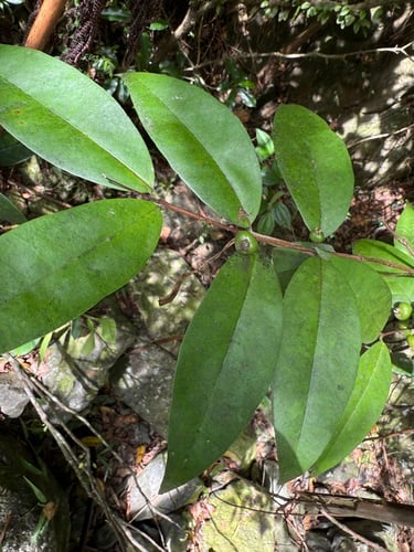 Eugenia eggersii (Guas bara) — photo