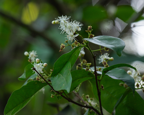 Eugenia florida (Guamirim) — photo