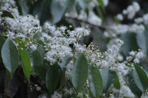 Eugenia florida (Guamirim) — photo