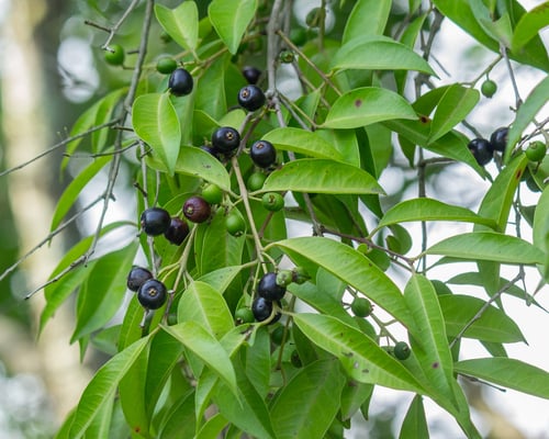 Eugenia florida