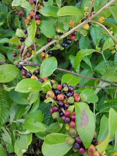Eugenia foetida (Boxleaf eugenia) — photo