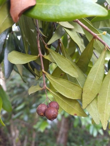 Eugenia foetida (Boxleaf eugenia) — photo