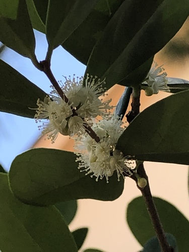 Eugenia foetida