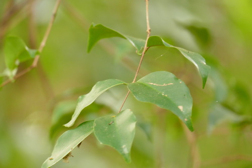 Eugenia francavilleana — photo