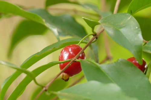 Eugenia francavilleana