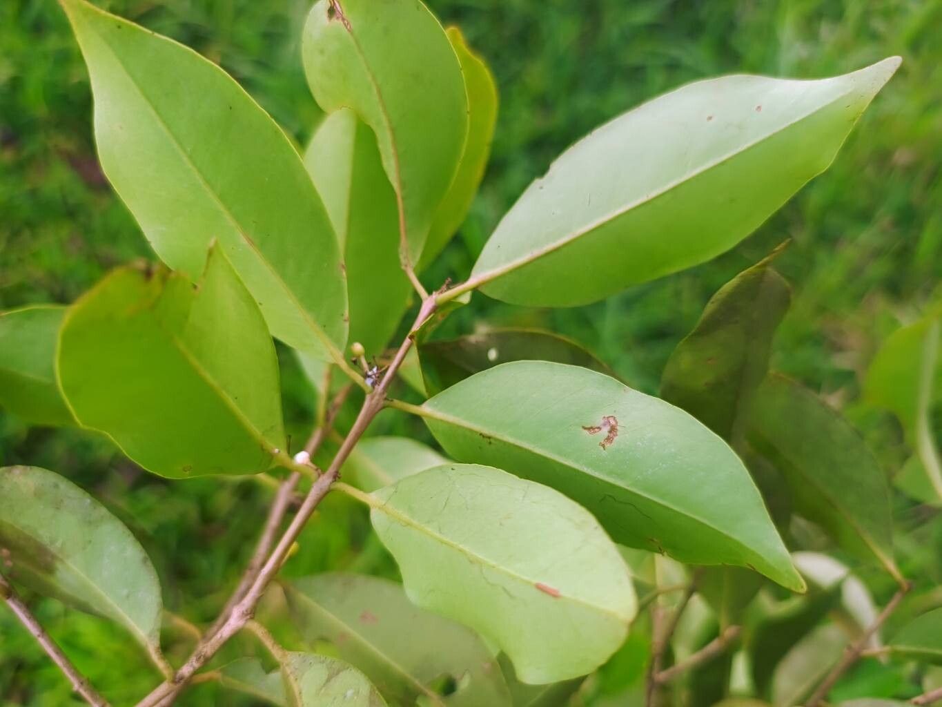Eugenia galalonensis