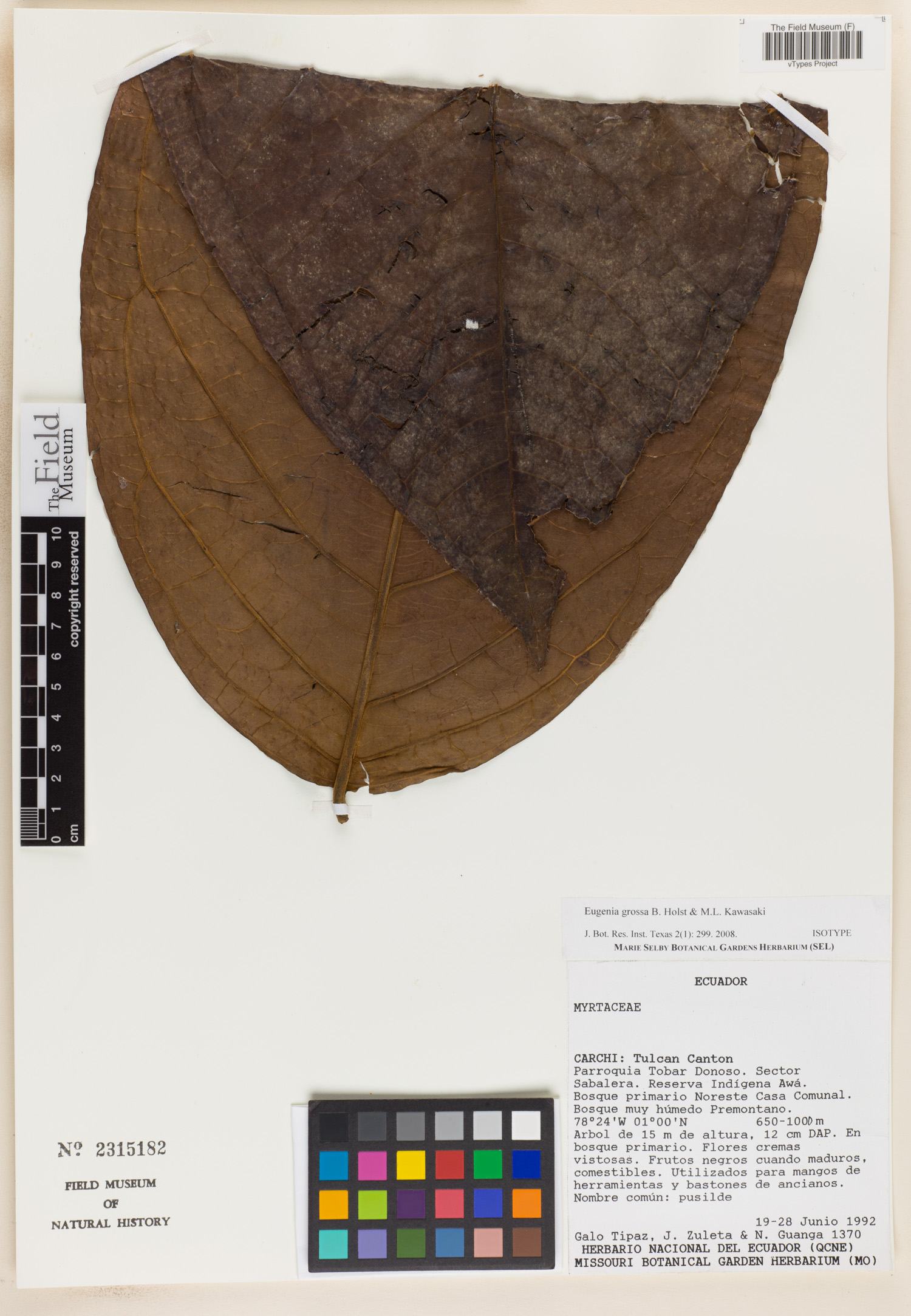 Eugenia grossa (Pusilde eugenia) — photo