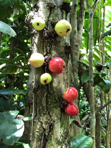 Eugenia haematocarpa