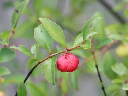 Eugenia inundata (Flooded eugenia) — photo