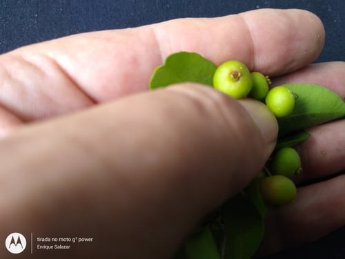 Eugenia inundata (Flooded eugenia) — photo